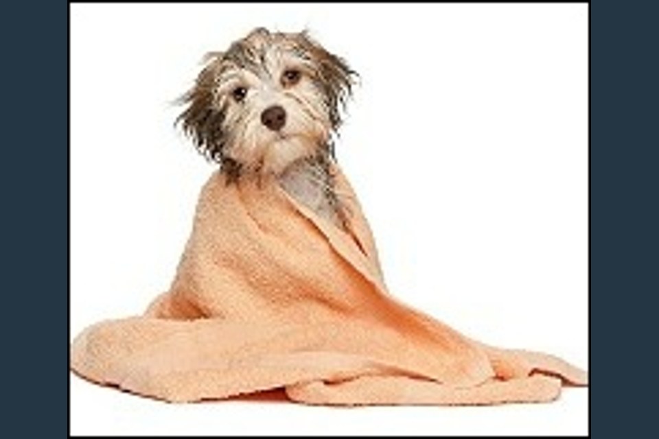 Four Paws Dog Grooming Salon