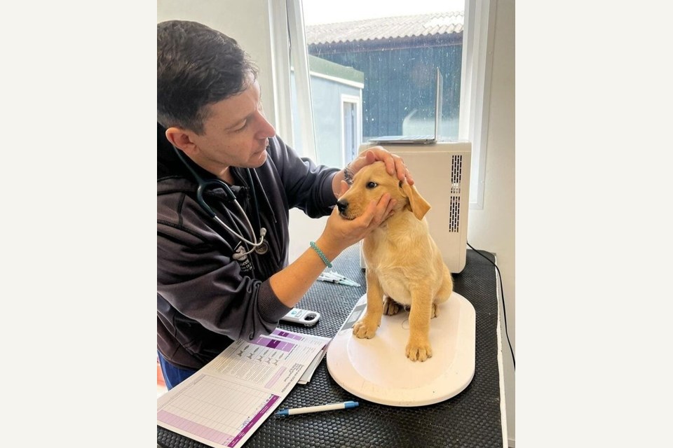 The Vaccine Vet